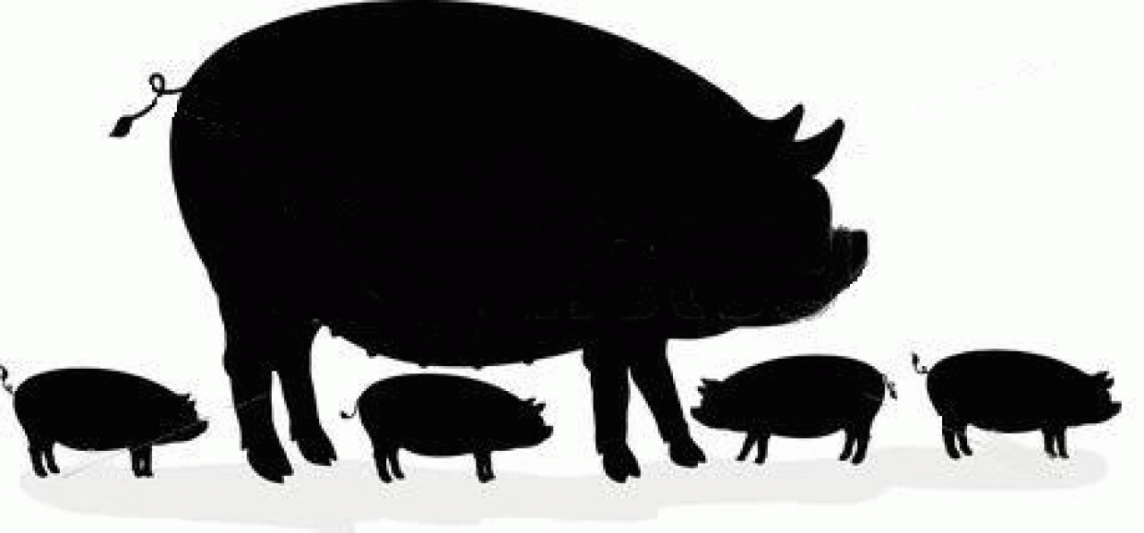 PIG FULL IMMERSION ALL'ANTICA CORTE PALLAVICINA 2018
