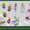5° FESTIVAL DELLE ORCHIDEE SELVATICHE - PECETTO DI VALENZA   Mostra di Acquerelli di Lorenzo Detti sul tema Orchidee